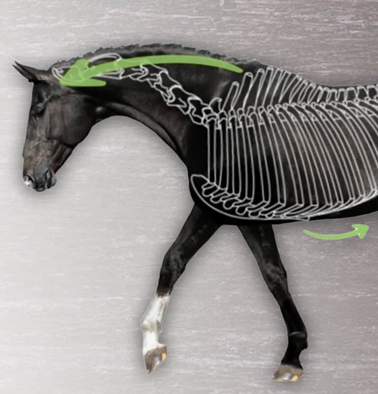 Hestens biomekanik - Ridekunst med lethed